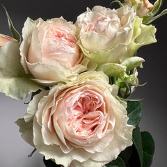 Victoria Bride shrub rose with large peach-pink cup blooms, green-tinted outer petals, multi-layered form, and elegant vintage charm.