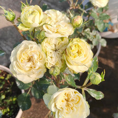 Victoria Wedding Rose
