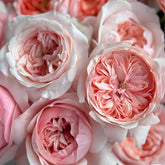 Victorian Dream Rose