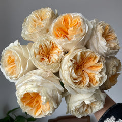 Victorian Peach Rose