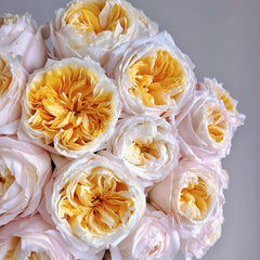 Victorian Peach Rose