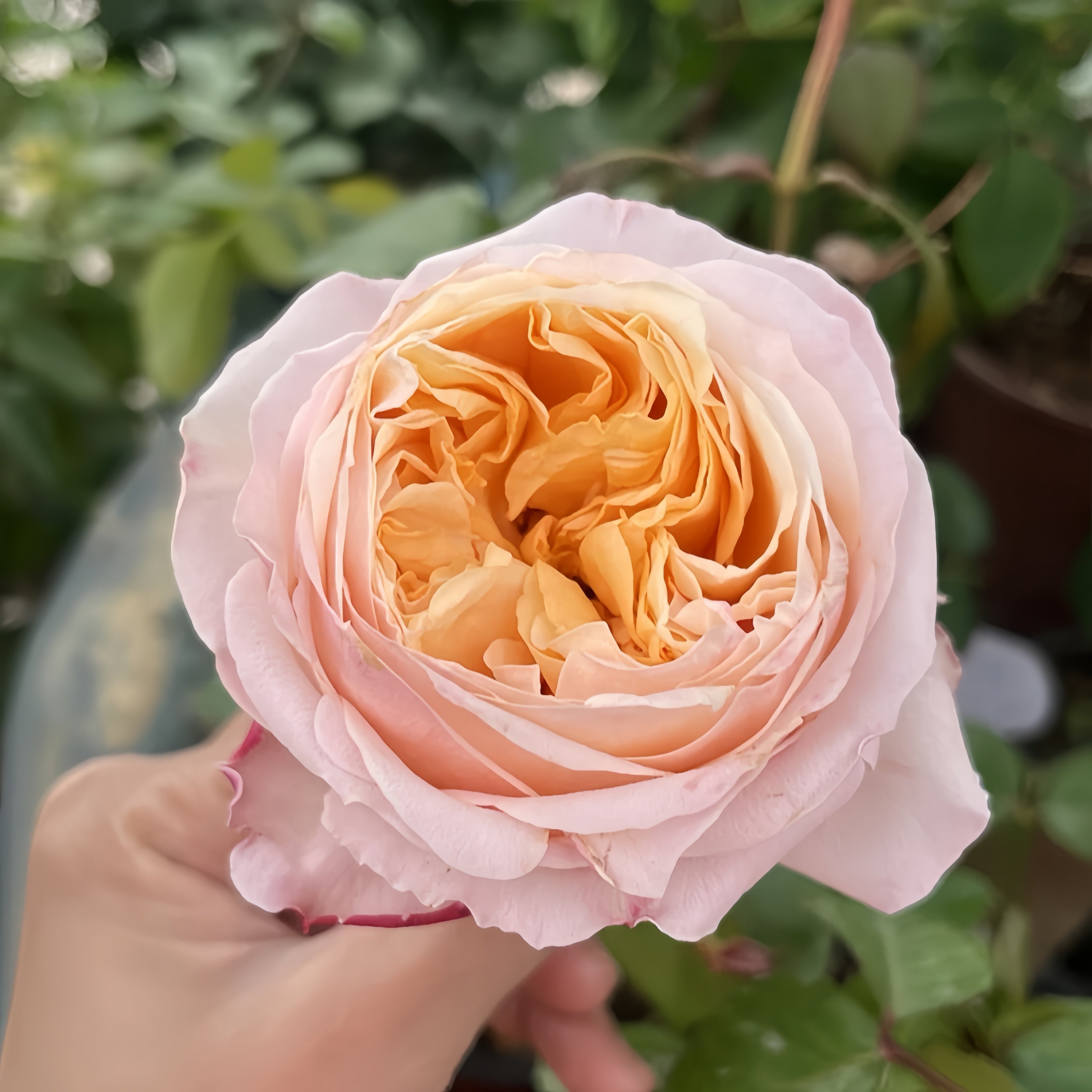 Victorian Peach Rose