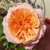 Victorian secret Rose