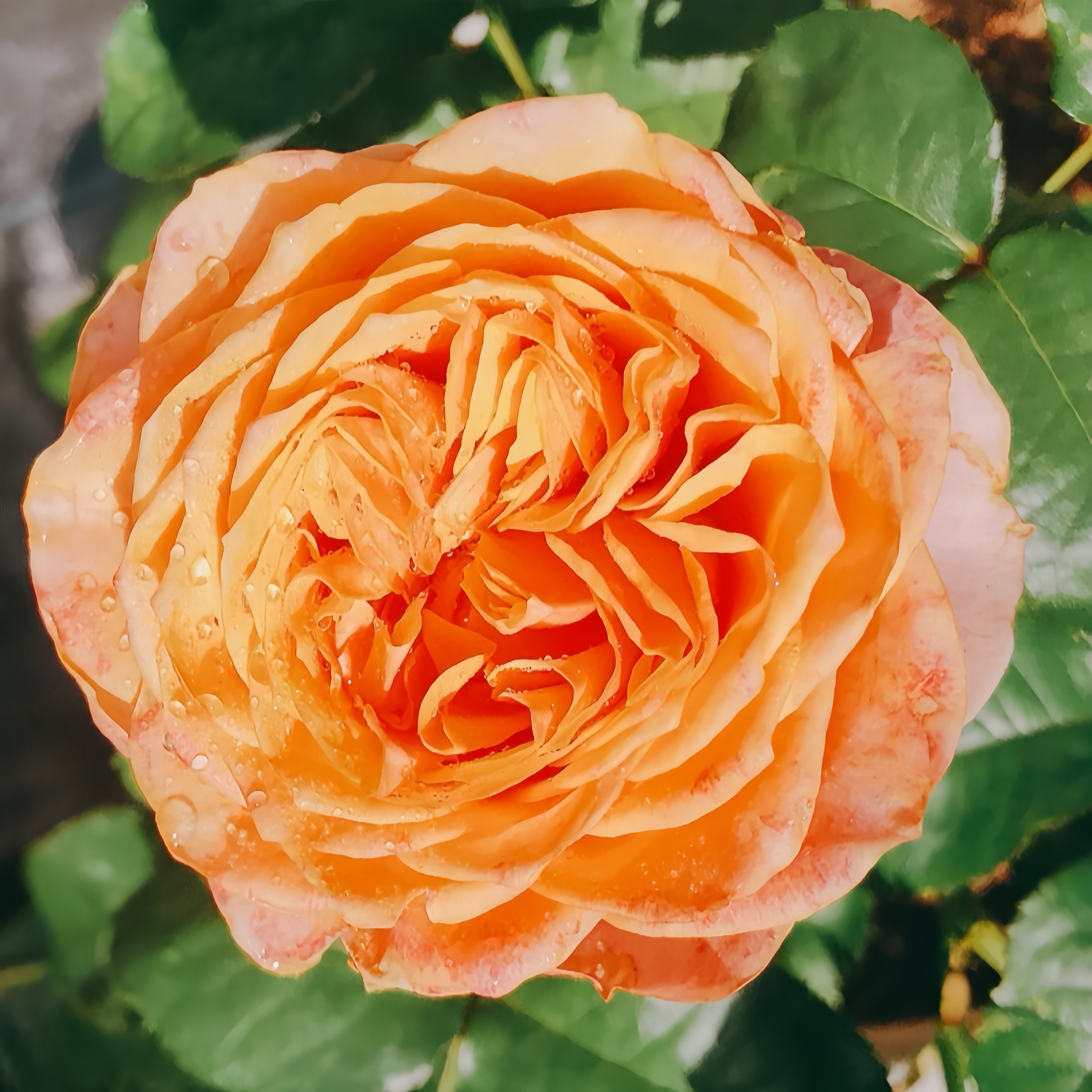 Vuvuzela Rose