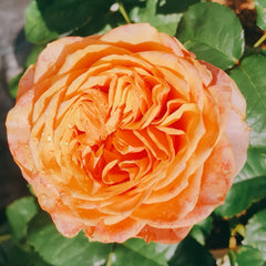 Vuvuzela Rose