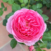 Wanshan Rose