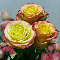 Watercolor Brush Rose