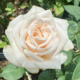 Wedding Spirit Rose