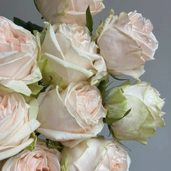 Wedding Spirit Rose