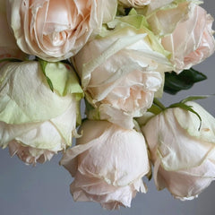 Wedding Spirit Rose