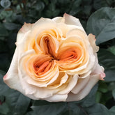 Wedding X-Pression Rose