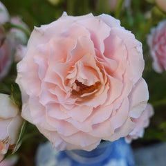 Wedding Rosever Rose