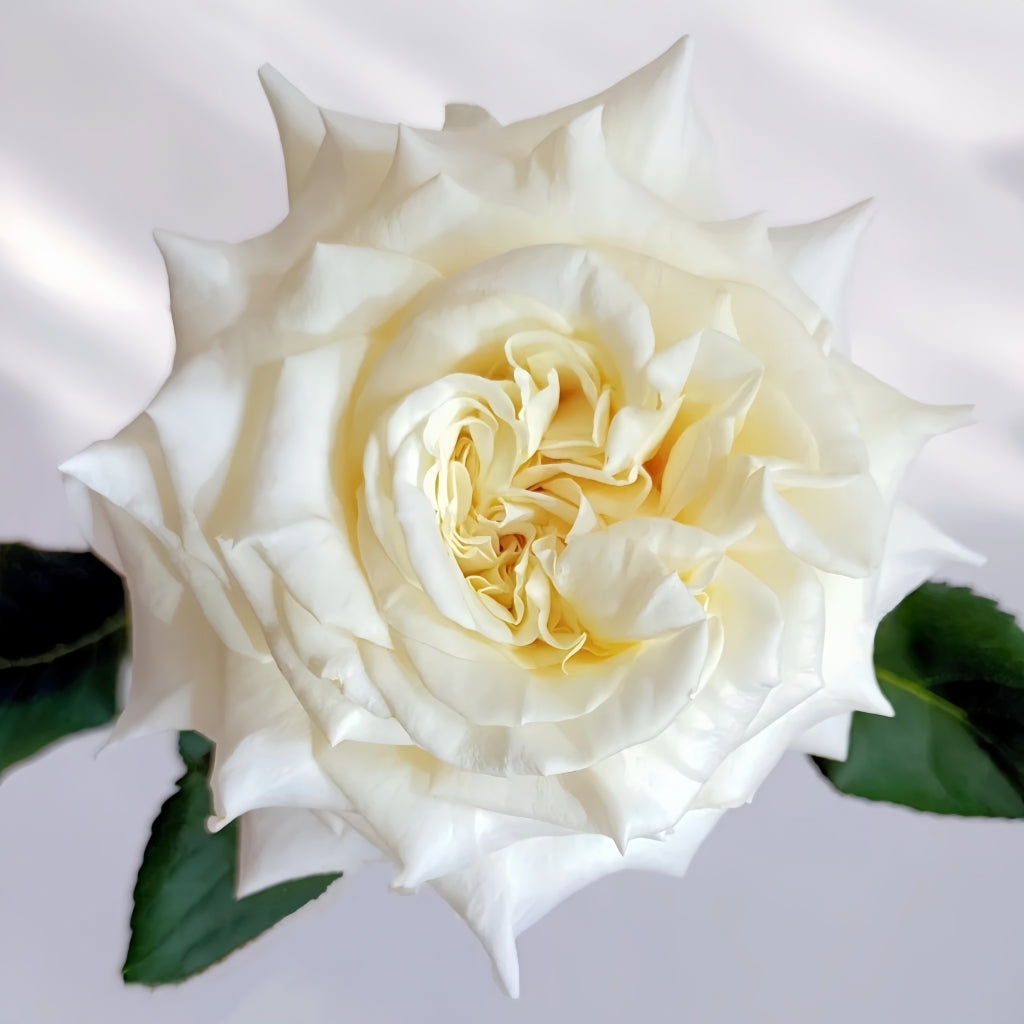 White Ashley Rose Rosesplant White Ashley Rose Rosesplant