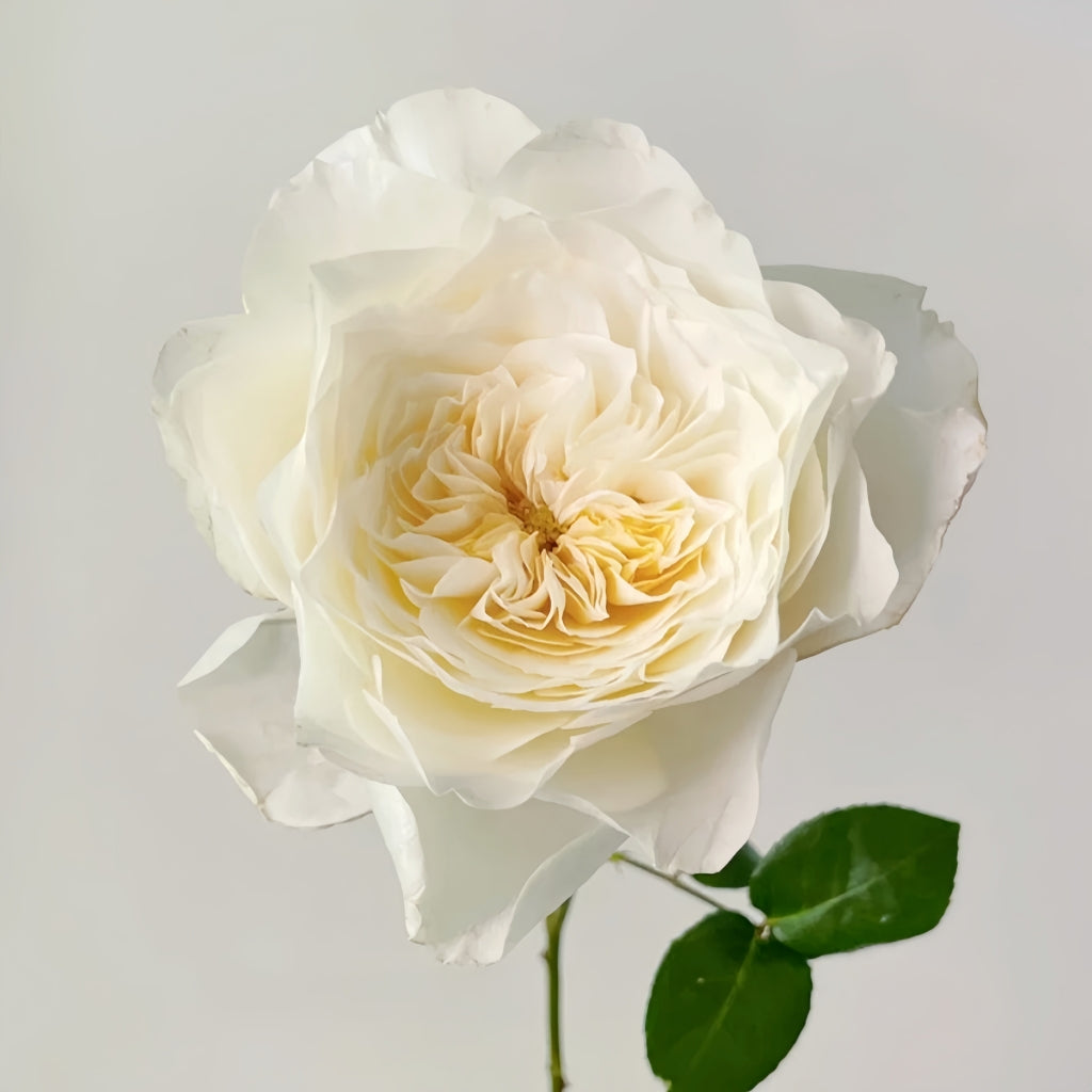 White Cloud Rose