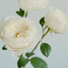 White Cloud Rose