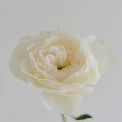 White Cloud Rose
