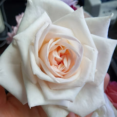 White O'Hara Rose
