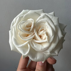 White O'Hara Rose