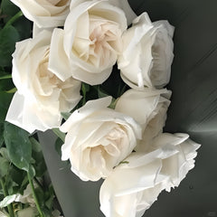 White O'Hara Rose