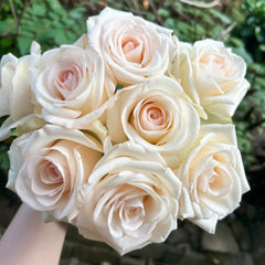 Jade Dew White Peach Rose