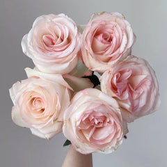 Jade Dew White Peach Rose