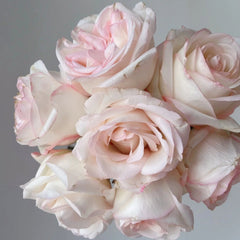 Jade Dew White Peach Rose