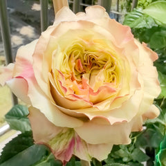 Wild Crown Rose