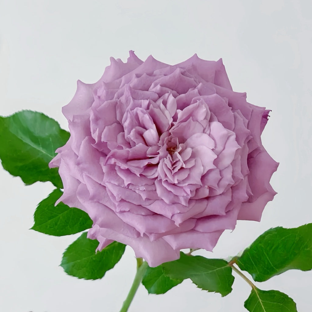 Windy Night Rose