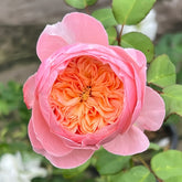 Wutongyue Rose