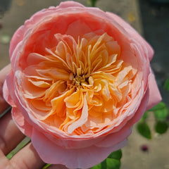 Wutongyue Rose