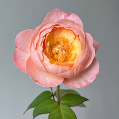 Wutongyue Rose
