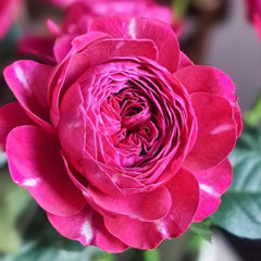 Yingchun Rose