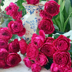 Yingchun Rose