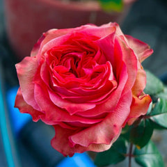 Yuhaitang Rose