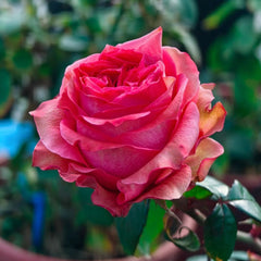 Yuhaitang Rose