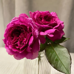 ZiRong Rose
