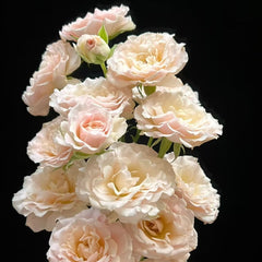 Wedding Rosever Rose