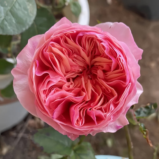 Romeo Rose – A Romantic Tale Blooming on Your Balcony