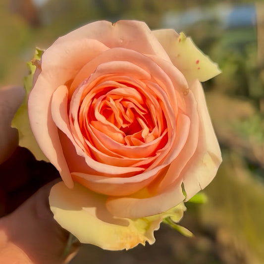Amberley Park Rose: Your Comprehensive Guide to Growing, Caring, and Enjoying This Exquisite Apricot Beauty