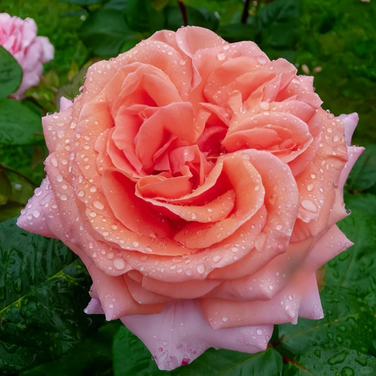 Amour de Molène Rose – The French Beauty Loved by Gardeners Worldwide