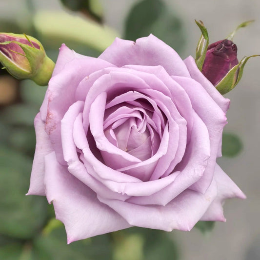 Applause Rose: The Slate Blue Shrub Rose That Redefines Elegance