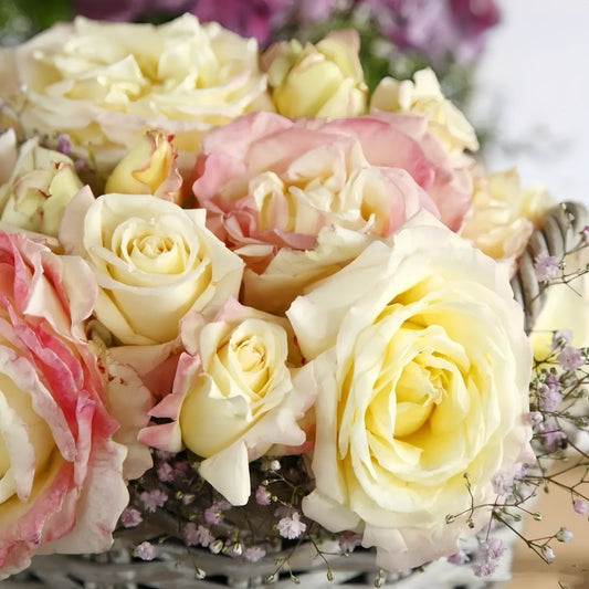 Athena Kordana – The Perfect Miniature Rose for Small Gardens and Balconies