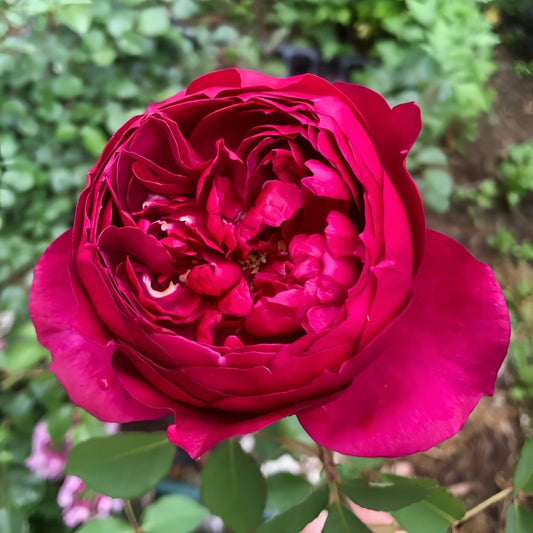 Autumn Rouge Rose: Unveiling Japan's Velvety Dark Red Shrub Rose