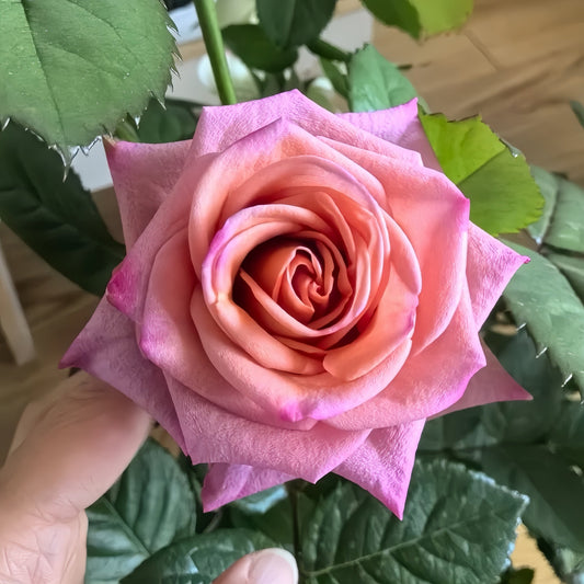 Barista Rose: The Coffee-Toned Elegance Your Garden and Bouquets Deserve