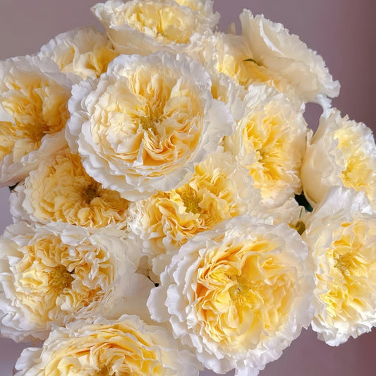 Best David Austin Roses to Grow