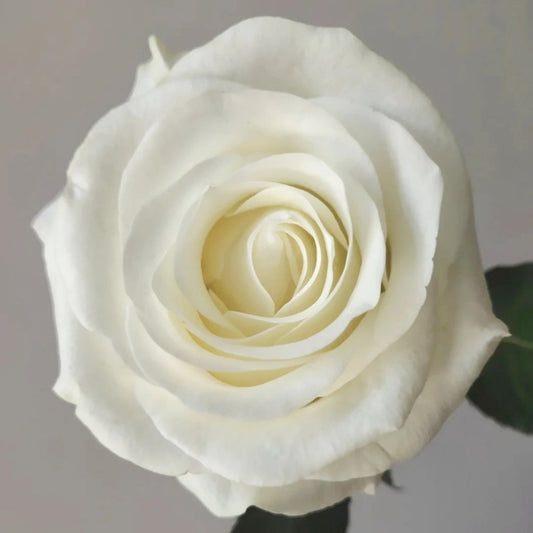 Beluga Rose: The Professional's Choice for Pure White, Classic Cut Flowers