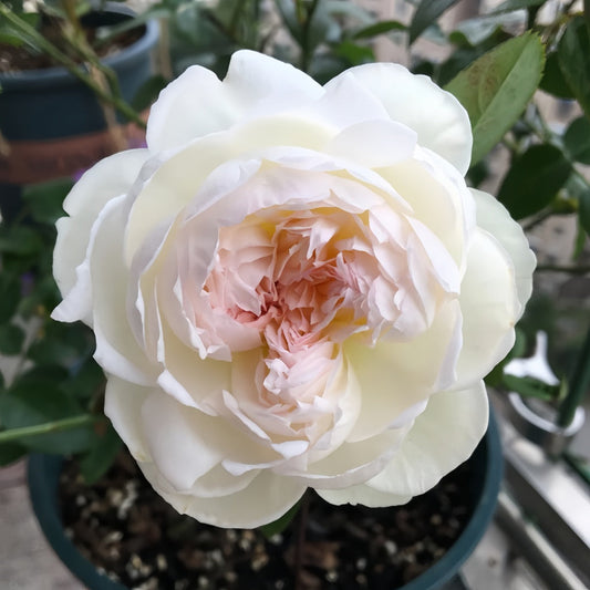 What Are the Three Fairy Roses?