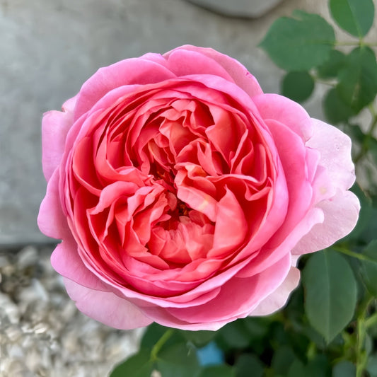 Boscobel Rose: The Salmon-Pink English Shrub Rose Your Garden Needs