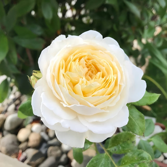 Claire Austin Rose: The Professional's Choice for Elegant Garden Designs