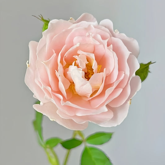 Cefiro Rose: The Beginner-Friendly Shrub Rose Your Garden Needs
